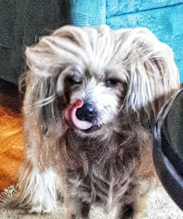 Willful Chinese Crested dog
